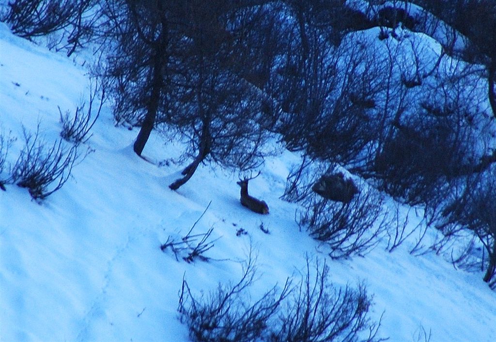 PASSIONE PER IL CERVO